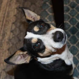 a black and white dog