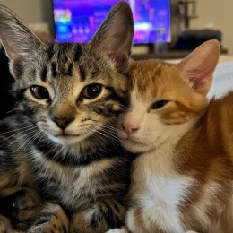 Cute kitties snuggling