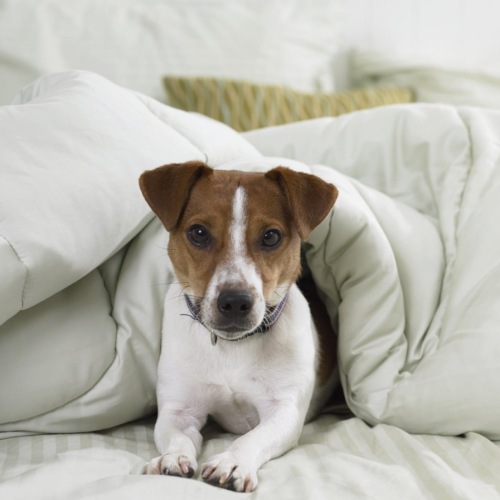 A dog cuddling in a bed at the pet-friendly Domain & Gateway at Cedar Apartments in Decatur, GA